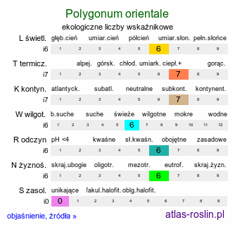 ekologiczne liczby wskaźnikowe Polygonum orientale (rdest wschodni)