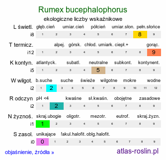 ekologiczne liczby wskaźnikowe Rumex bucephalophorus (szczaw dziurkowany)