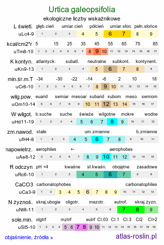 ekologiczne liczby wskaźnikowe Urtica galeopsifolia (pokrzywa poziewnikolistna)