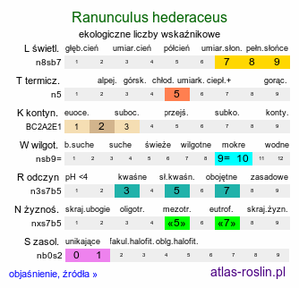 ekologiczne liczby wskaźnikowe Ranunculus hederaceus (jaskier bluszczolistny)