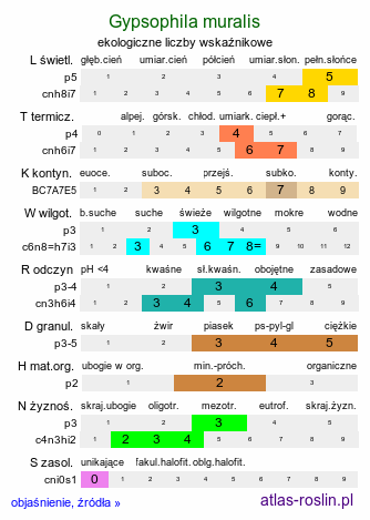 ekologiczne liczby wskaźnikowe Gypsophila muralis (łyszczec polny)