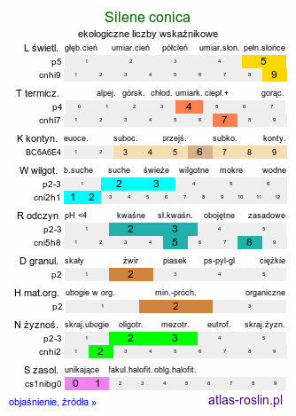 ekologiczne liczby wskaźnikowe Silene conica (lepnica smukła)