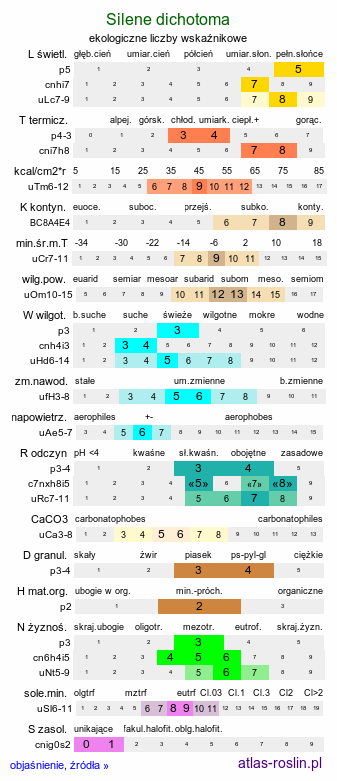 ekologiczne liczby wskaźnikowe Silene dichotoma (lepnica dwudzielna)