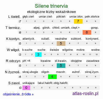 ekologiczne liczby wskaźnikowe Silene trinervia (lepnica trójnerwowa)