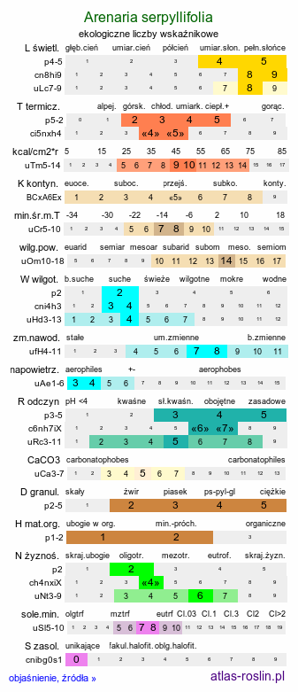 ekologiczne liczby wskaźnikowe Arenaria serpyllifolia (piaskowiec macierzankowy)