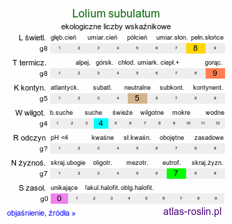 ekologiczne liczby wskaźnikowe Lolium subulatum (życica szydlasta)