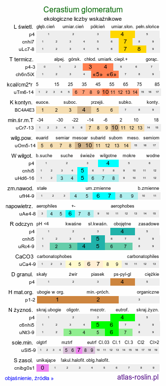 ekologiczne liczby wskaźnikowe Cerastium glomeratum (rogownica skupiona)