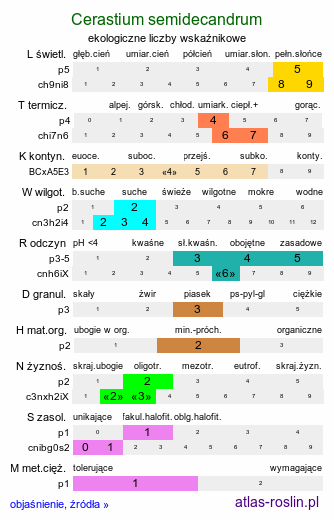 ekologiczne liczby wskaźnikowe Cerastium semidecandrum (rogownica pięciopręcikowa)