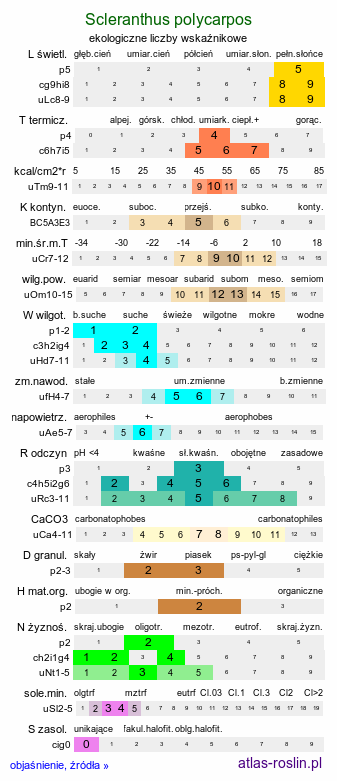 ekologiczne liczby wskaźnikowe Scleranthus polycarpos (czerwiec wieloowockowy)