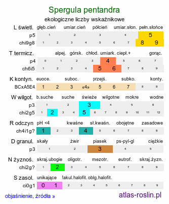 ekologiczne liczby wskaźnikowe Spergula pentandra (sporek pięciopręcikowy)