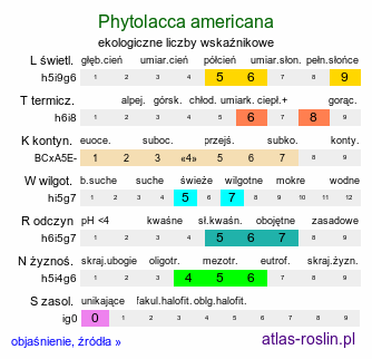 ekologiczne liczby wskaźnikowe Phytolacca americana (szkarłatka amerykańska)