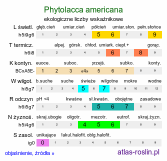 ekologiczne liczby wskaźnikowe Phytolacca americana (szkarłatka amerykańska)