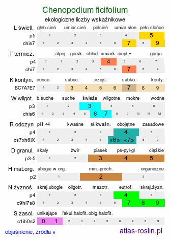 ekologiczne liczby wskaźnikowe Chenopodium ficifolium (komosa jesienna)