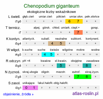 ekologiczne liczby wskaźnikowe Chenopodium giganteum (komosa olbrzymia)