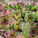 Sempervivum tectorum (rojnik murowy)