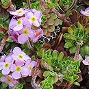 Androsace sempervivoides (naradka rojnikowata)