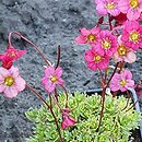 Saxifraga ×arendsii Triumph