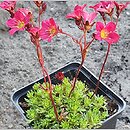 Saxifraga ×arendsii Peter Pan