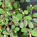 Cotoneaster procumbens Queen of Carpets