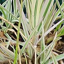 Holcus mollis Variegatus