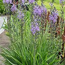 Camassia quamash (kamasja jadalna)