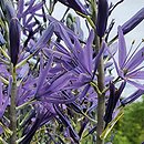 Camassia quamash (kamasja jadalna)