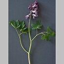 Corydalis (kokorycz)