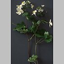 Isopyrum thalictroides (zdrojówka rutewkowata)