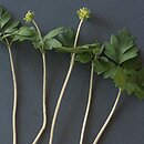 Adoxa moschatellina (piżmaczek wiosenny)