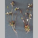 Draba verna (wiosnówki pospolitej)