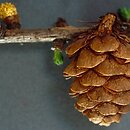 Gymnospermae (nagonasienne)