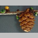 Larix decidua (modrzew europejski)