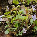 Viola sect. Viola (kłączowe) (fiołki kłączowe)