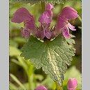 Lamium maculatum (jasnota plamista)