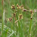 Luzula campestris agg. (kosmatka polna agg.)