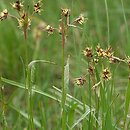 Juncaceae (sitowate)