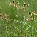 Luzula campestris (kosmatka polna)