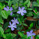 Apocynaceae (toinowate)