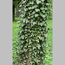 Araliaceae (araliowate)