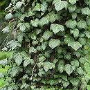Hedera (bluszcz)