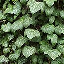 Hedera helix (bluszcz pospolity)