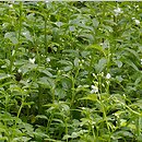 Cardamine amara (rzeżucha gorzka)