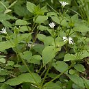 Stellaria nemorum (gwiazdnica gajowa)