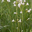 Cardamine pratensis agg. (rzeżucha łąkowa agg.)