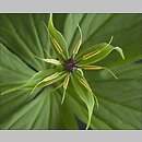 Paris quadrifolia (czworolist pospolity)