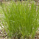 Melica nutans (perłówka zwisła)