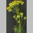 Euphorbiaceae (wilczomleczowate)