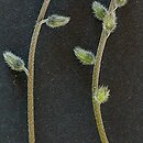 Myosotis ramosissima (niezapominajka pagórkowa)