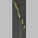 Dactylis glomerata (kupkówka pospolita)