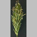 Anthoxanthum (tomka)